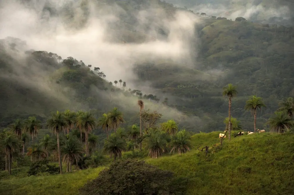 Monteverde Cloud Forest