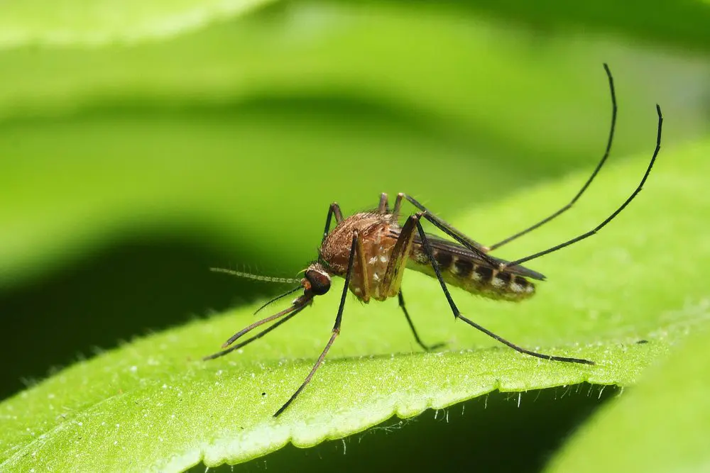 Mosquito