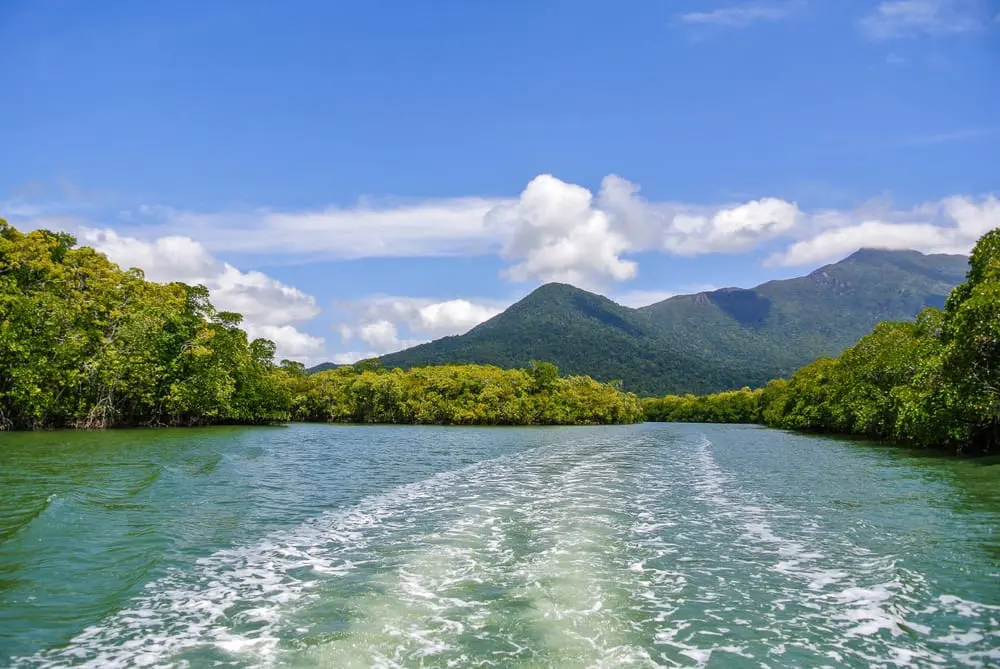 Daintree Rainforest