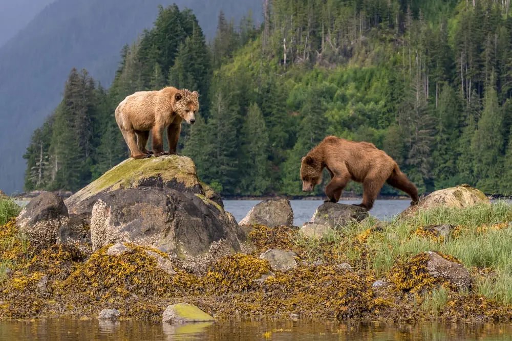 Great Bear Rainforest