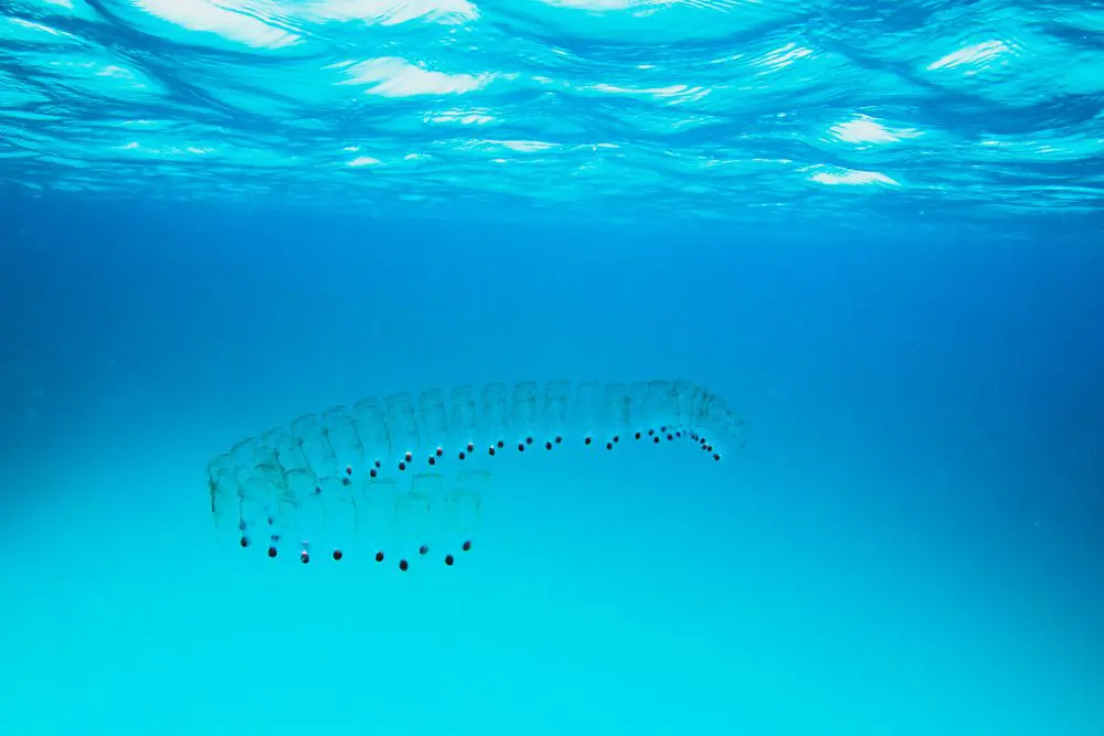 Salp