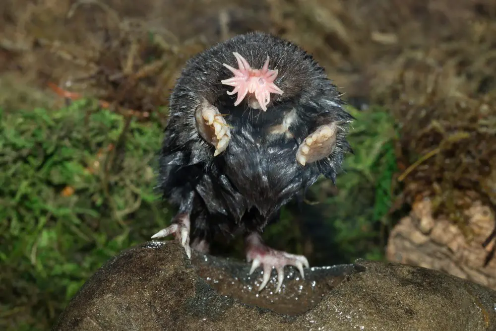 Toupeira-de-nariz-estrelado