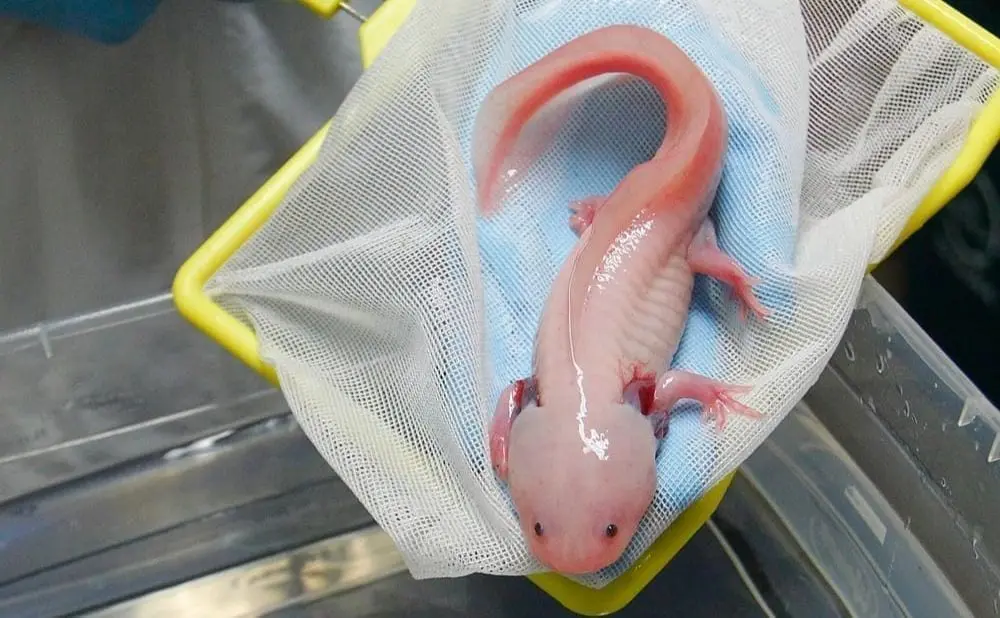 Axolotl