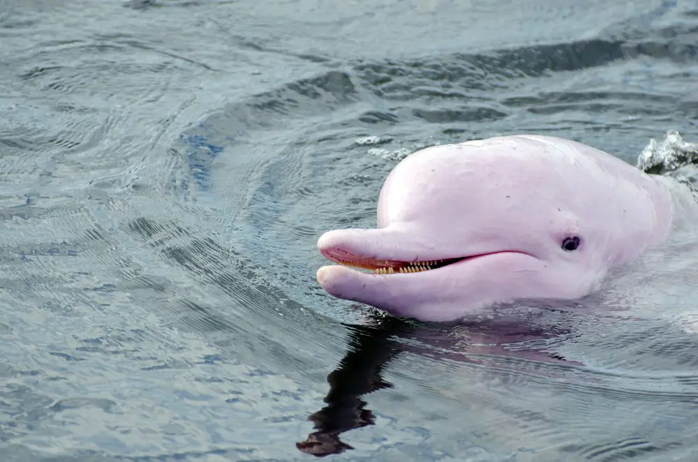 Amazoniens lyserøde delfin