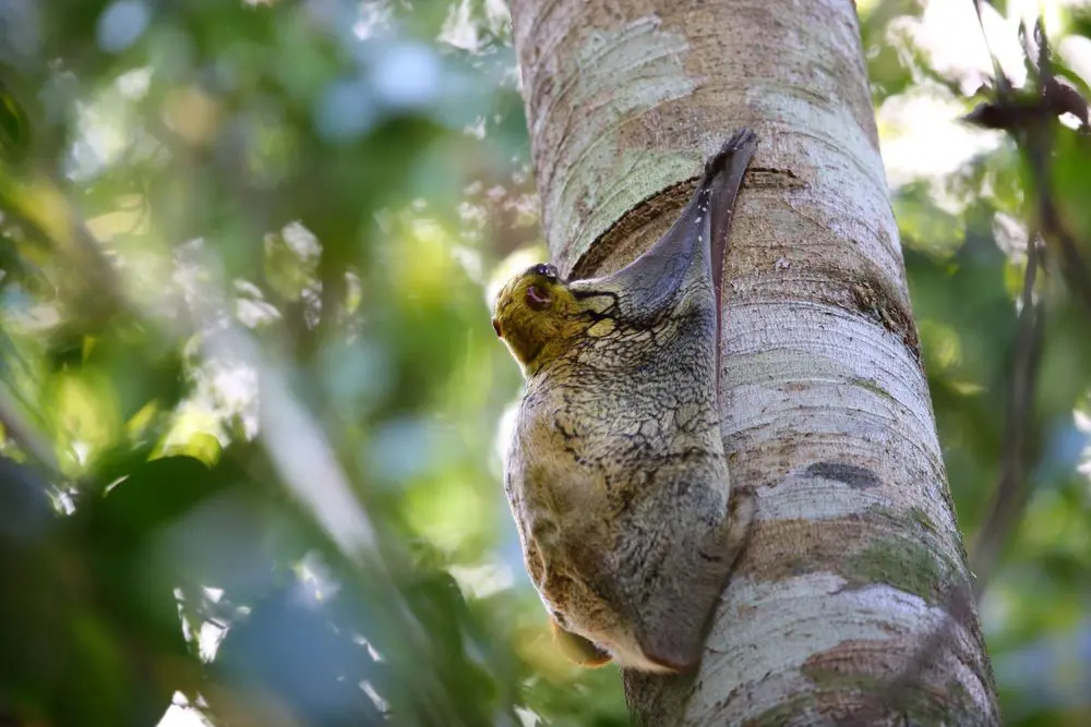 Sunda Flying Lemur