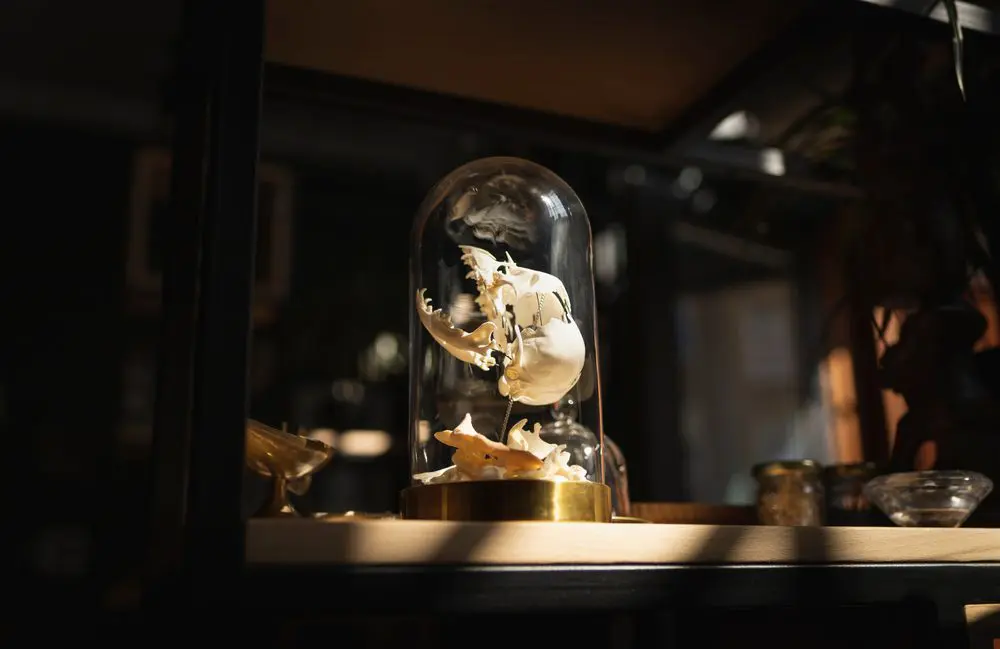 Museum Vrolik, Amsterdam