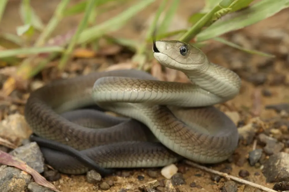 Black Mamba