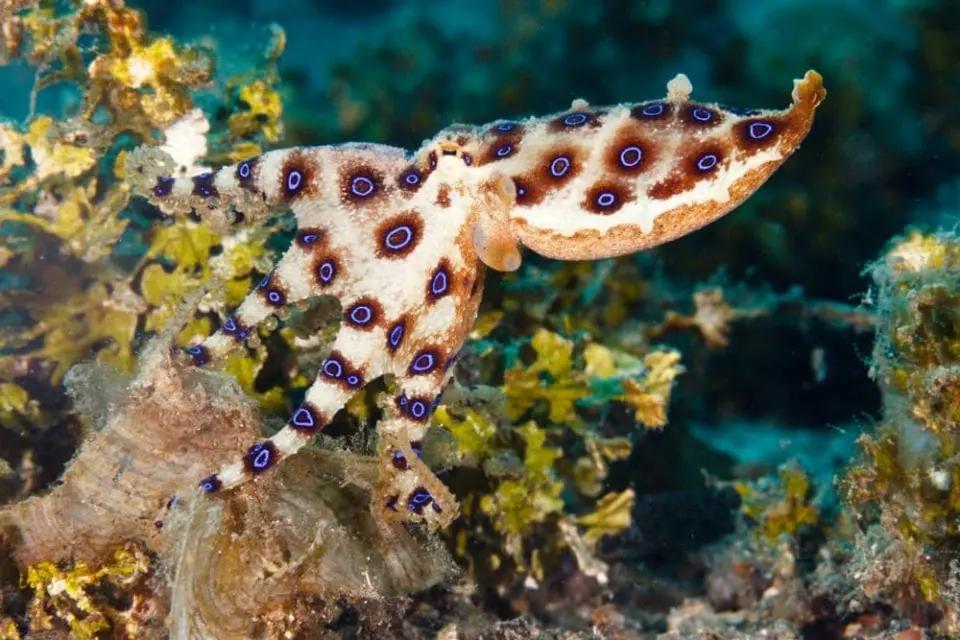 Blue Ringed Octopus