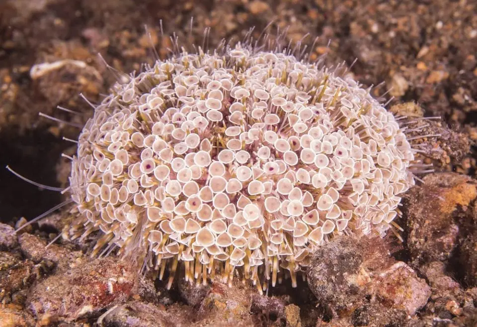Flower Urchin
