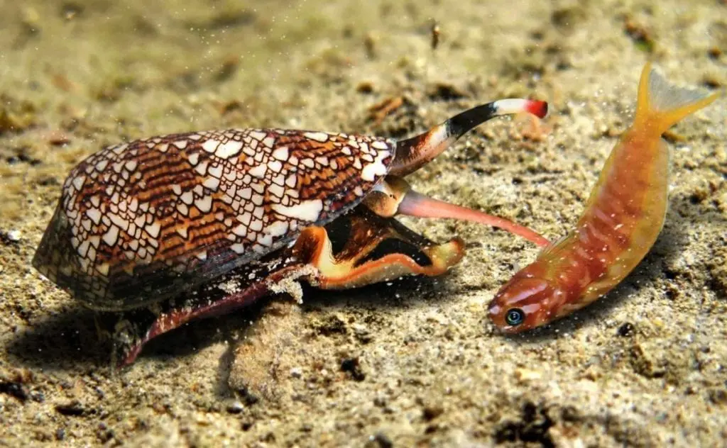 Cone Snail