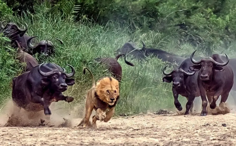 Cape Buffalo