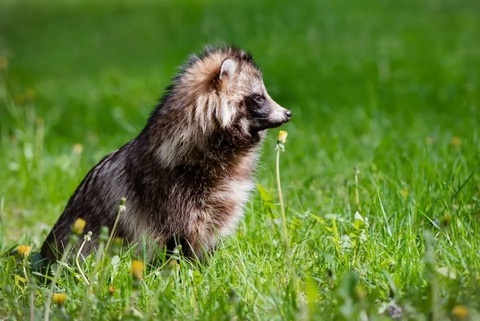 Raccoonhund