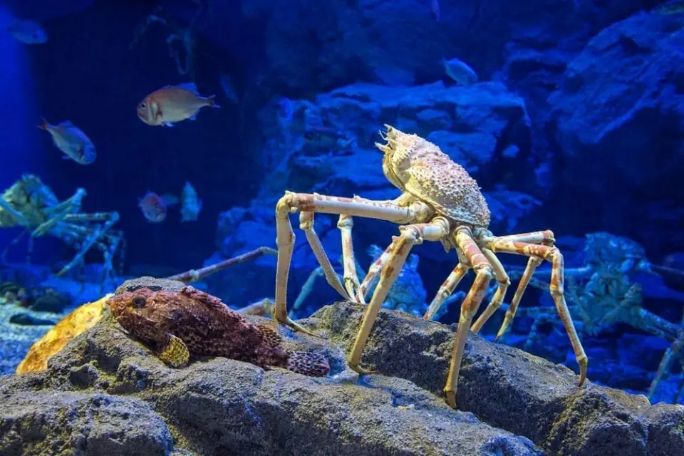 Den gigantiske japanske edderkopkrabbe