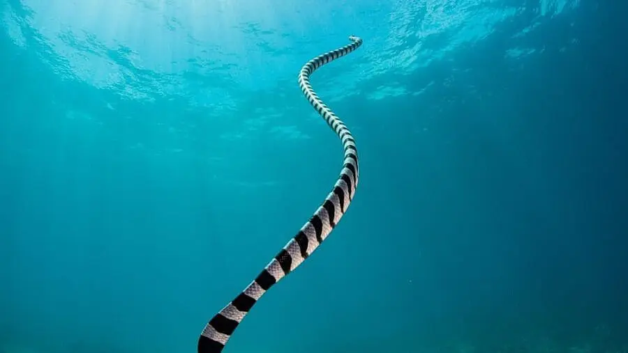 Never Swim LP