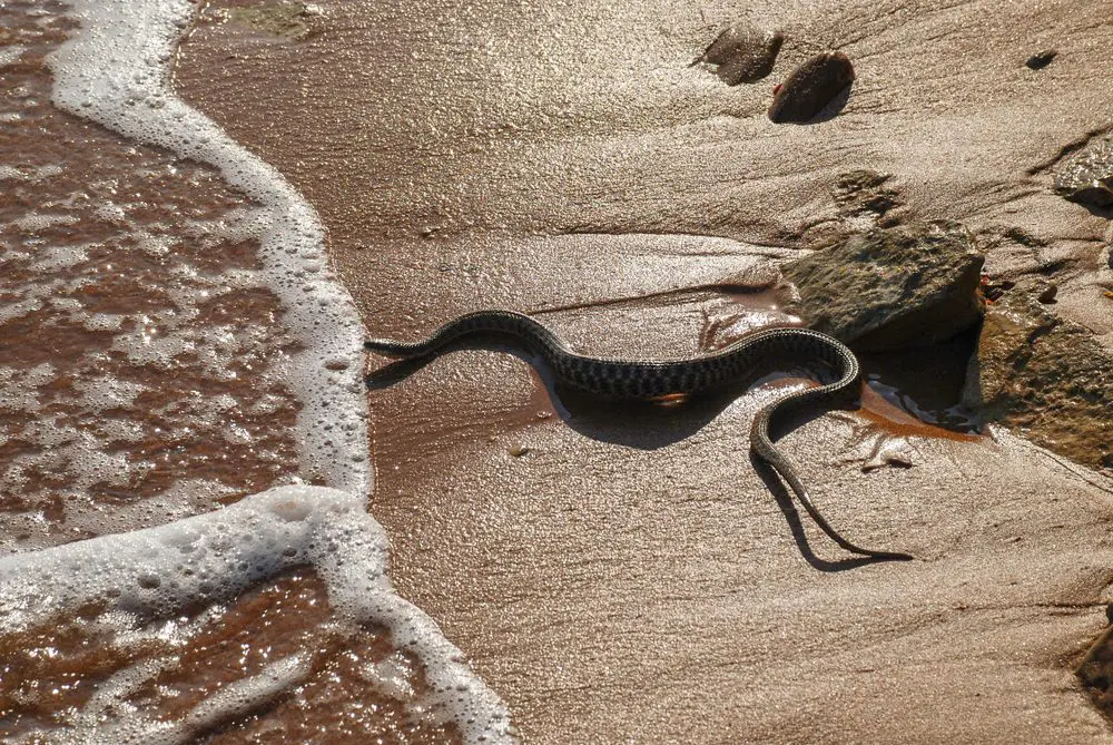 The Gulf Coast, United States