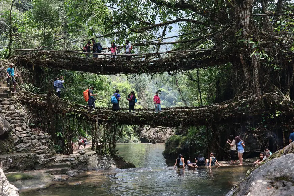 Pontes de raiz, Índia
