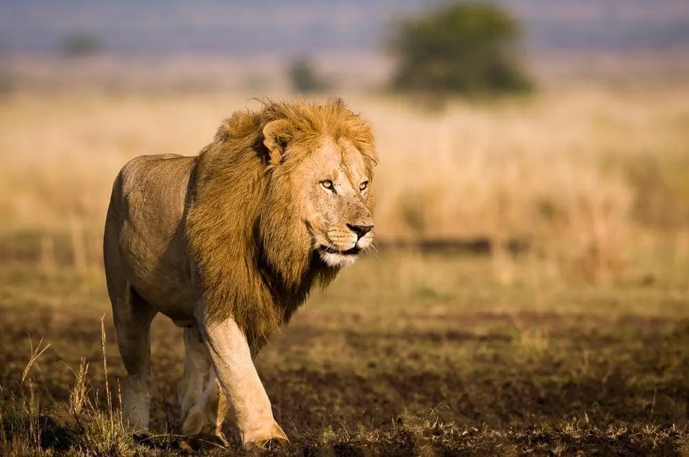 lion