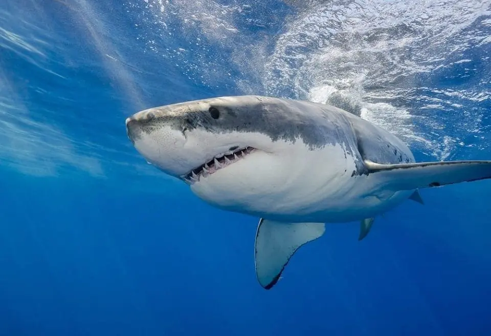 Great White Shark
