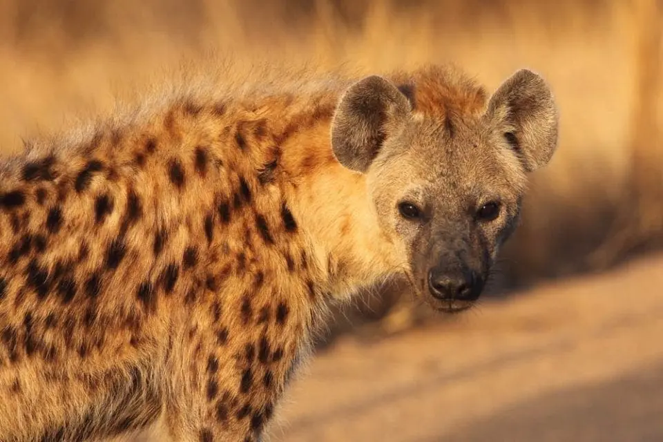 Hyena