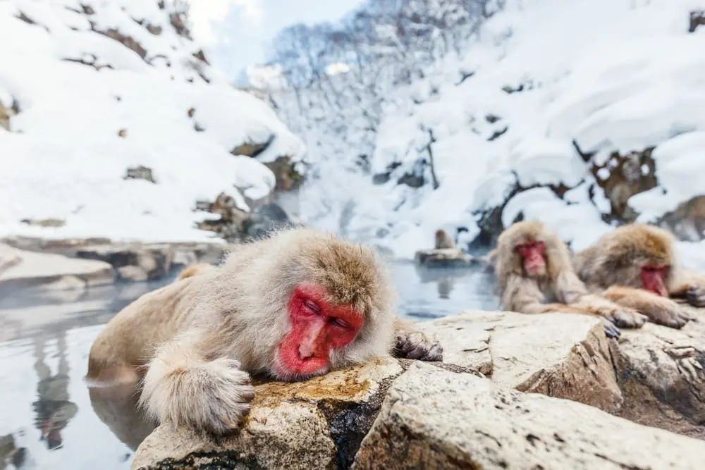 Jigokudani Monkey Park, Japan