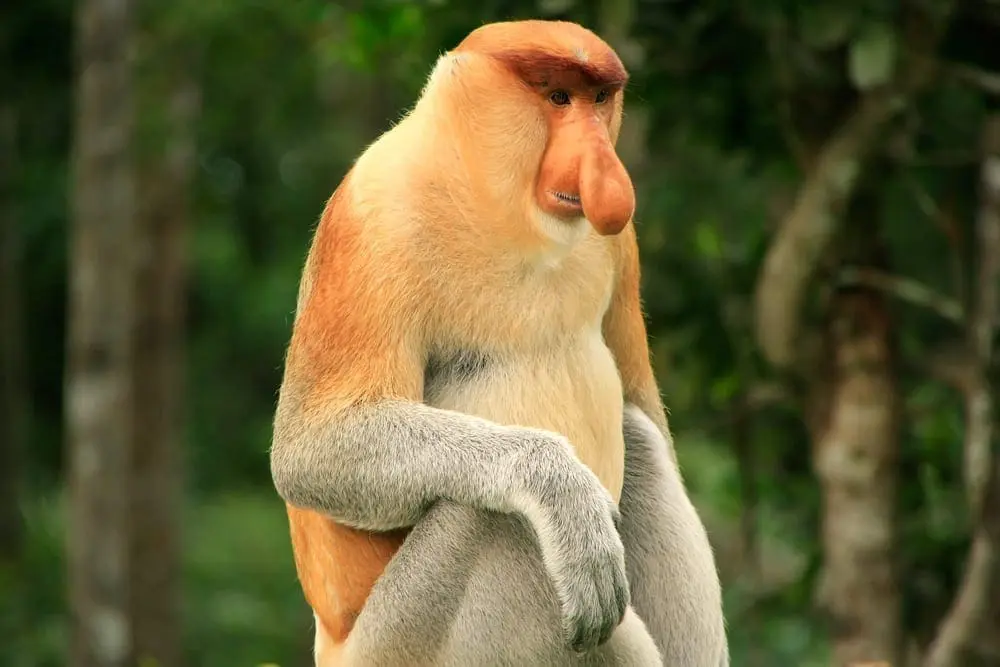 Proboscis Monkey