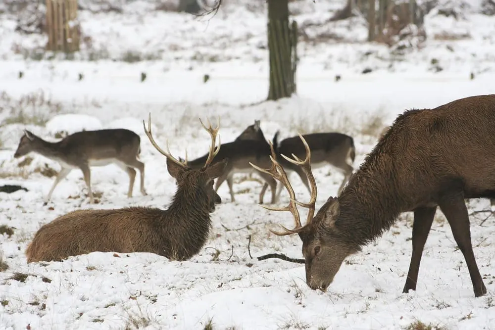 Richmond Park, UK