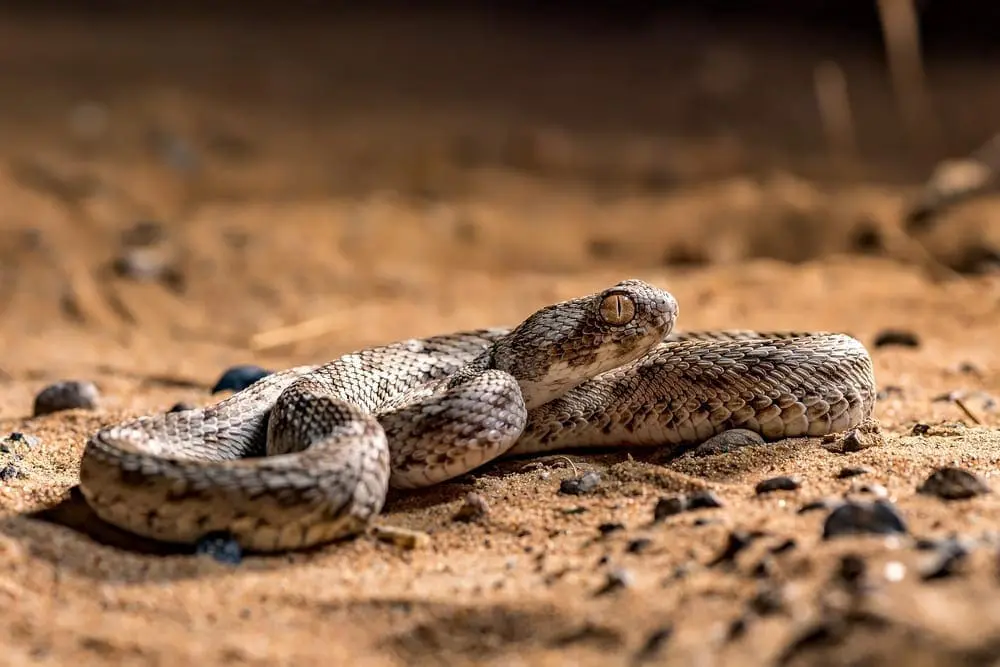 saw scaled viper