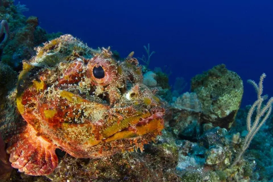 Stonefish