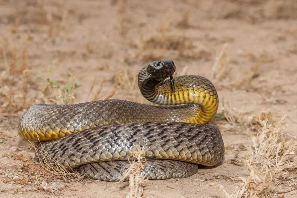 The Inland Taipan