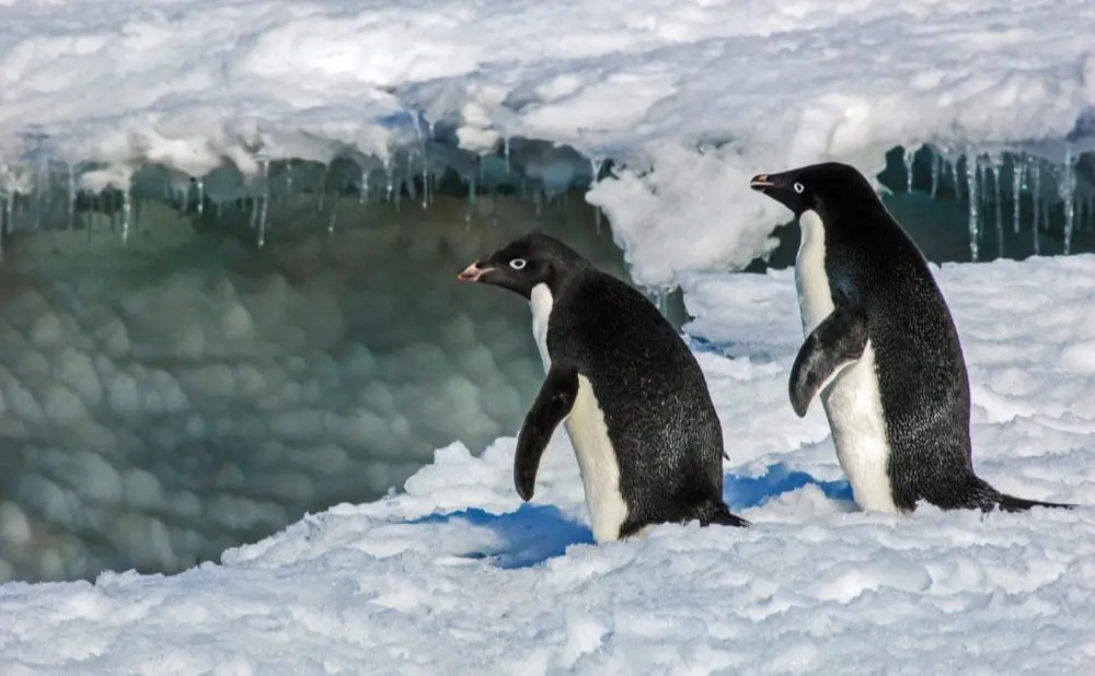 Windiest Place On Earth : Commonwealth Bay, Antarctique