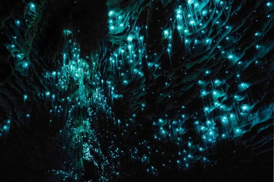Glowworm Caves, Waitomo, Nieuw-Zeeland