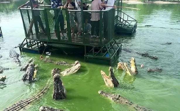 Krokodilfütterung, Thailand