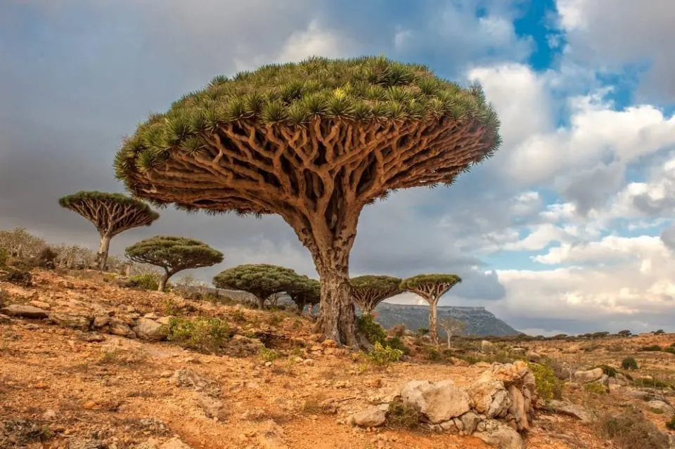 Socotra, Jemen