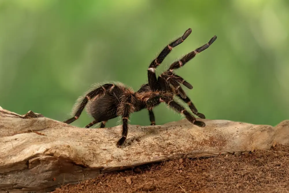 Crispy Tarantulas