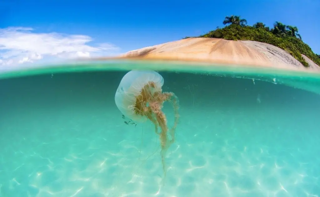 Cape Tribulation - Australia