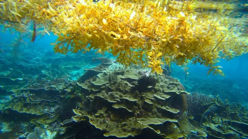 De Sargasso Zee