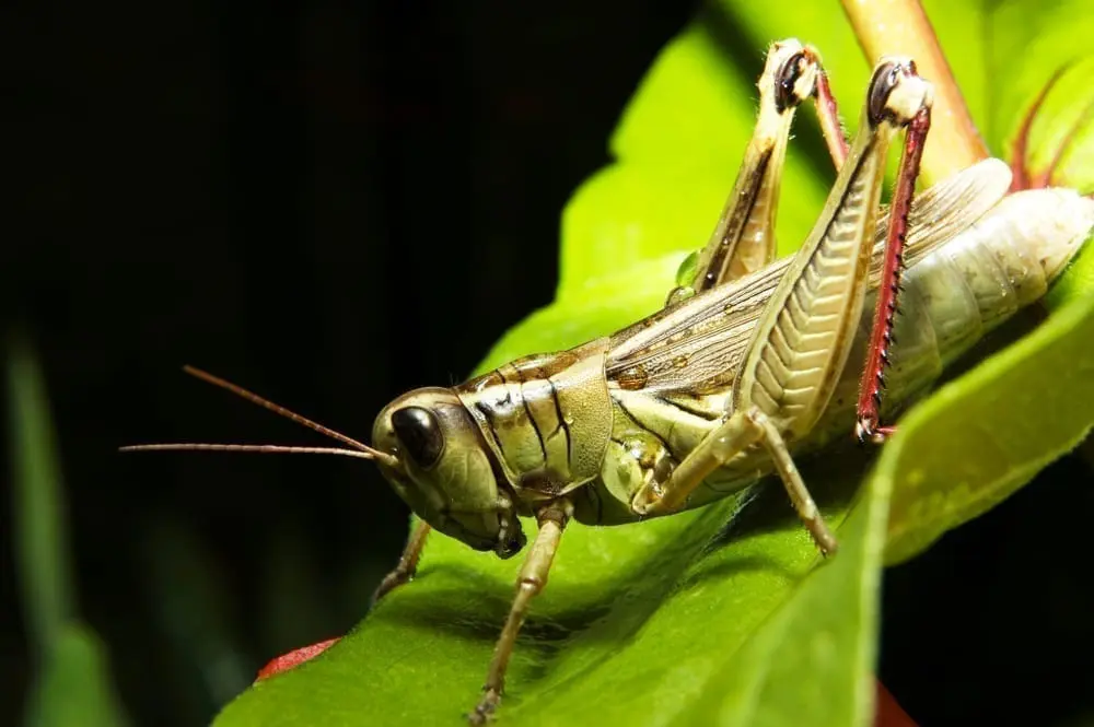 Locusts