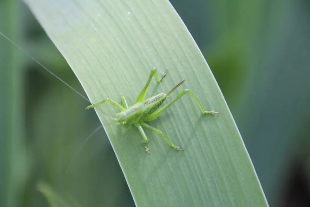 Grasshoppers