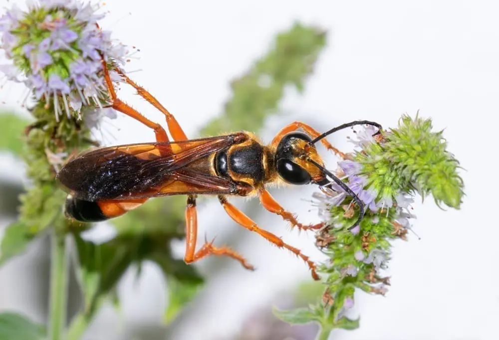Wasp Crackers