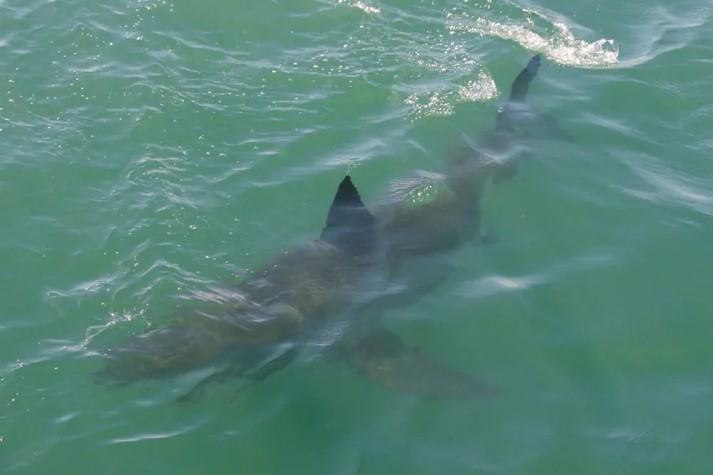 Gansbaai - South Africa