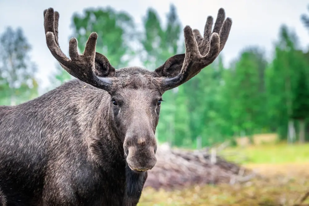 Jellied Moose Nose