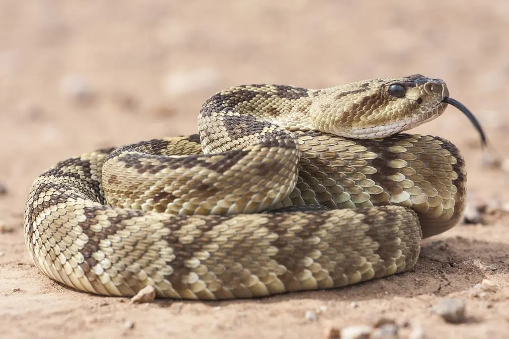 Fried Rattlesnake