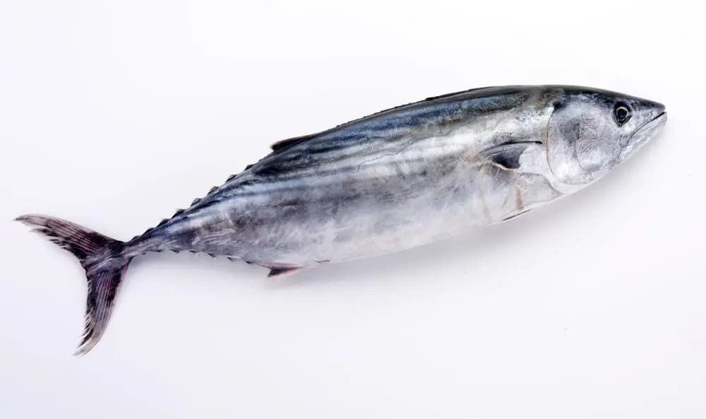Tuna Eyeballs