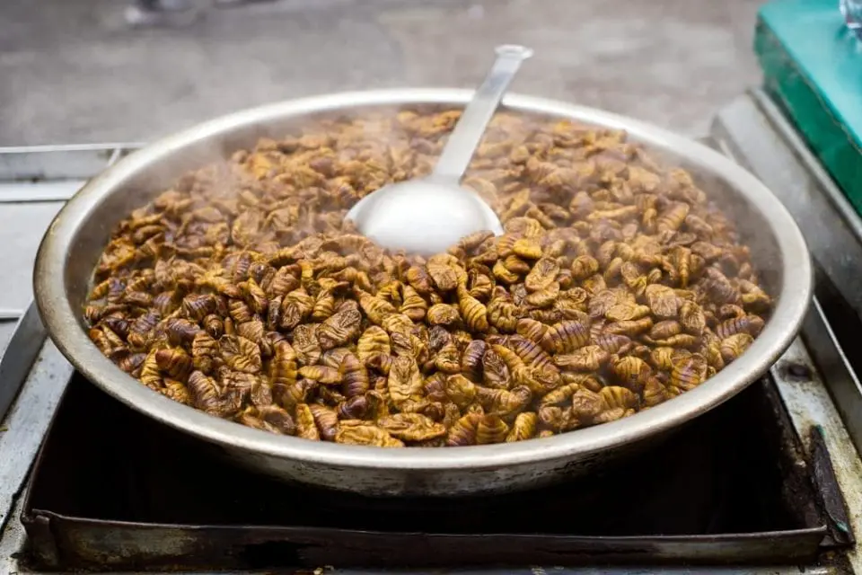 Beondegi (Silkworm)