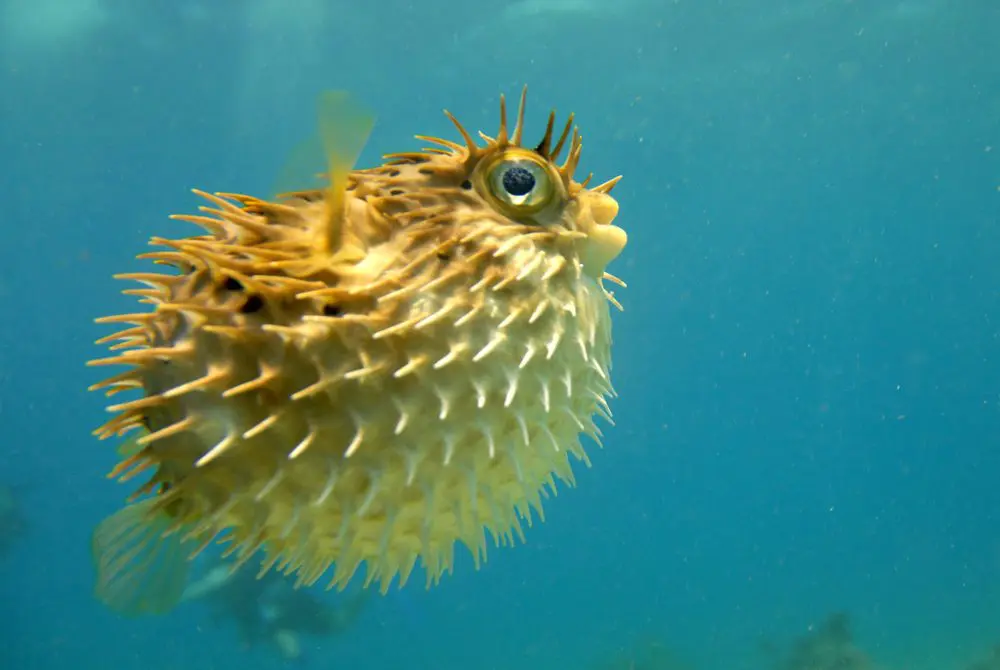 pesce palla con disegno sulla sabbia