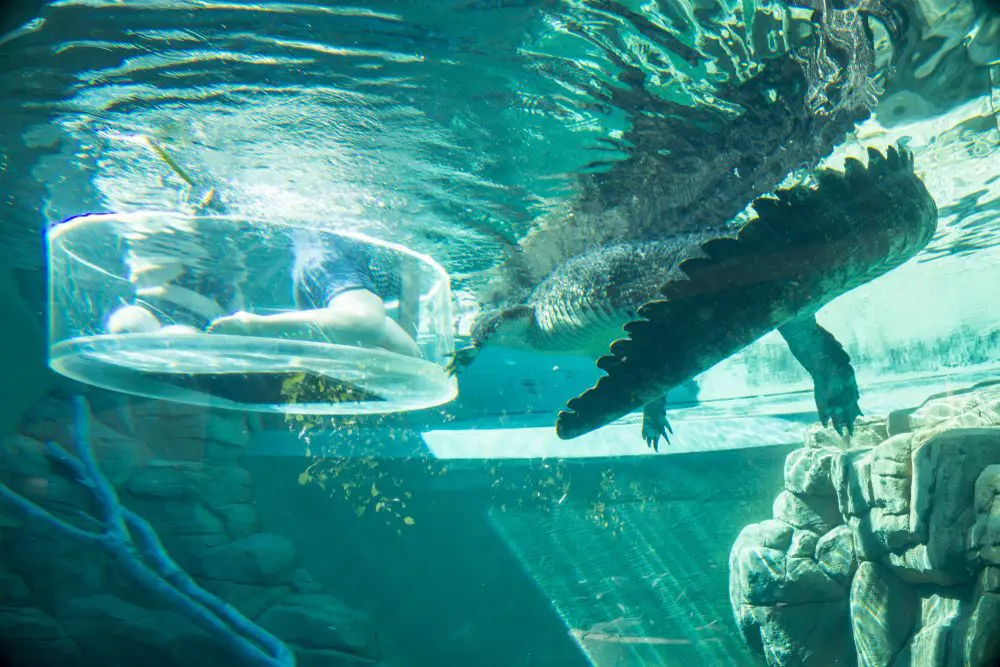 Crocosaurus cove
