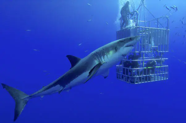 Shark cage Diving