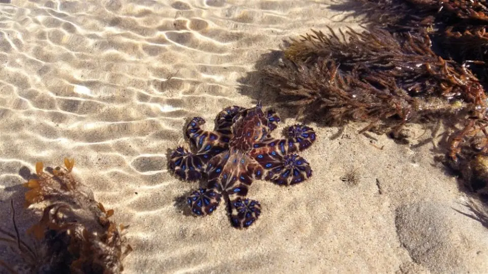 Adelaide City Beaches - Australia
