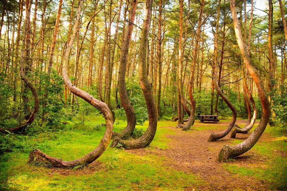 Het kromme bos