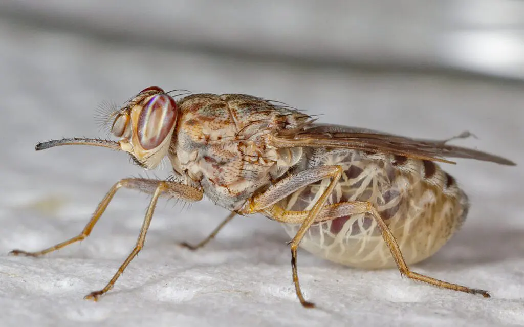 Tsetse fly